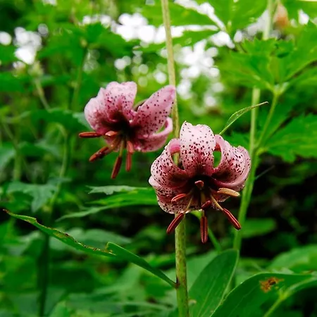 Appartement Sonnenstern