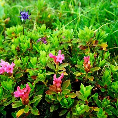 Sonnenstern Riezlern