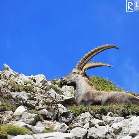 Appartement Sonnenstern *